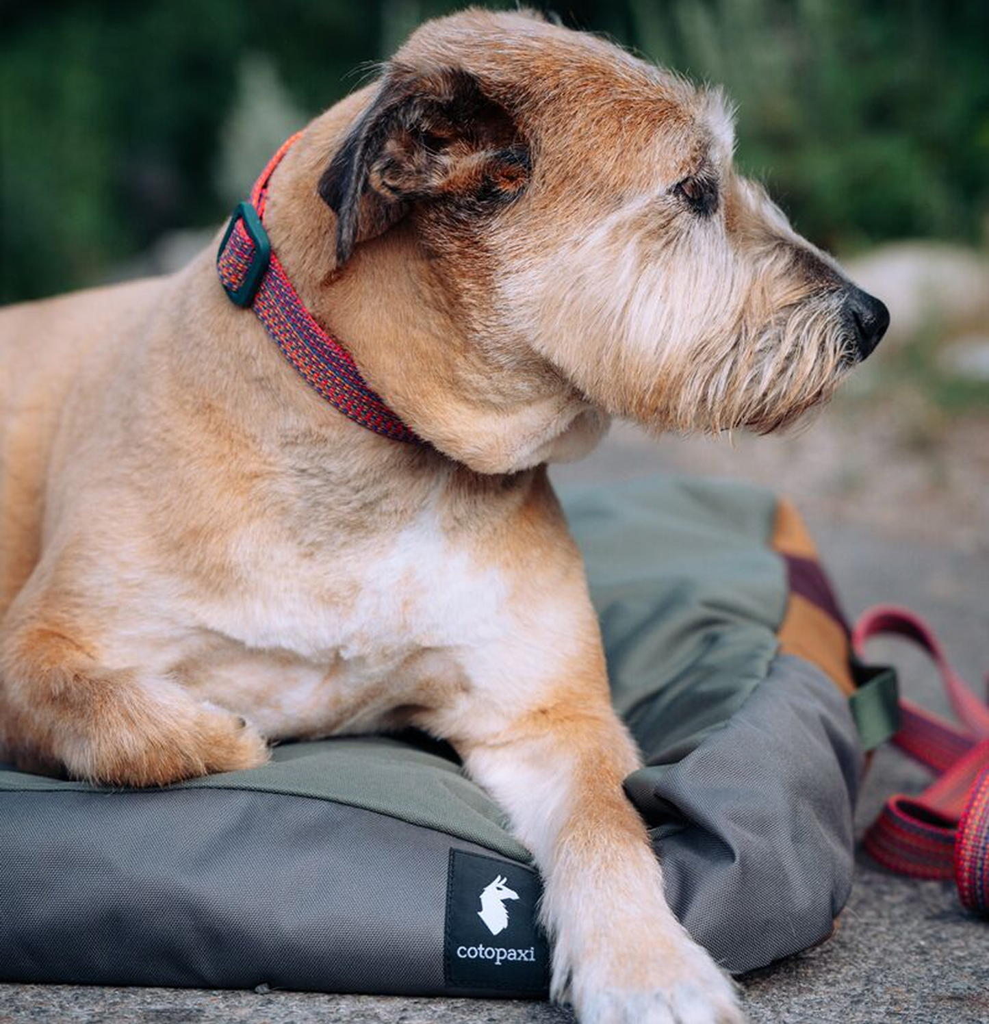 Del Día Dog Bed - US 0241